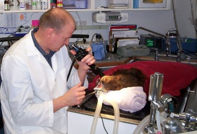 Watertown Veterinary Clinic - Watertown, MN - Dr Scott performing Endoscopy